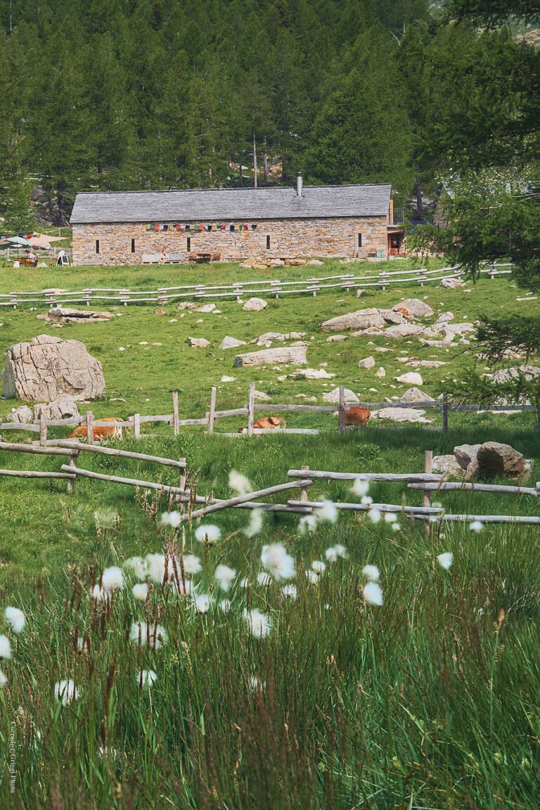 Arami perla naturale