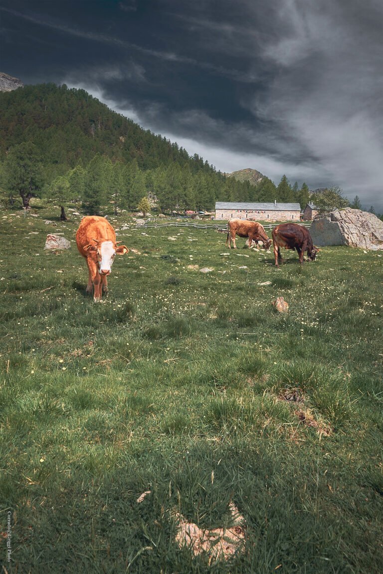 Arami perla naturale