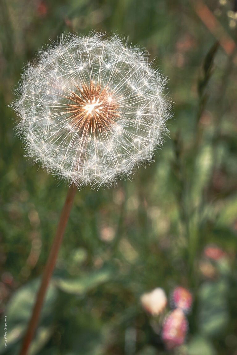 Arami perla naturale